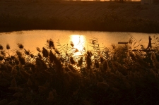 KAF sunrise through the marsh grass